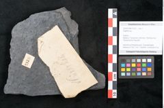 Foto (Objekt + Etikett) von Sigillaria sp. (NHMW-GEO-2024-0188-11215)